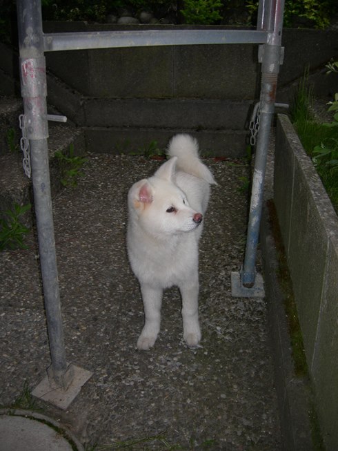 Cheesa