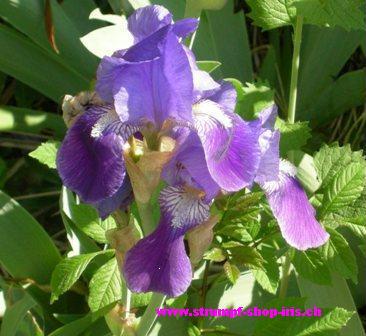 Logo_Strumpf-Shop-Iris